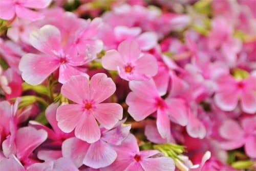 ピンクの花 ピンクの花