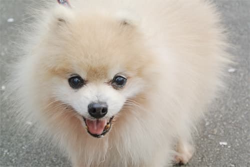 愛犬 愛犬