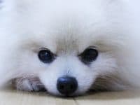 愛犬