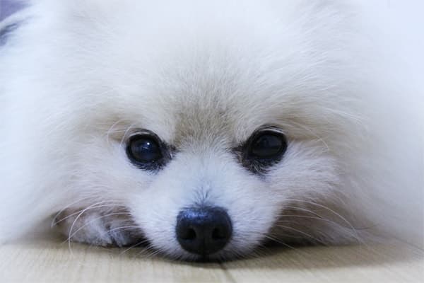 愛犬