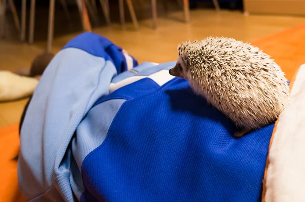 ハリネズミとの日常
