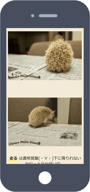 ハリネズミとの日常フォトブログ。ちょもフォト島。
